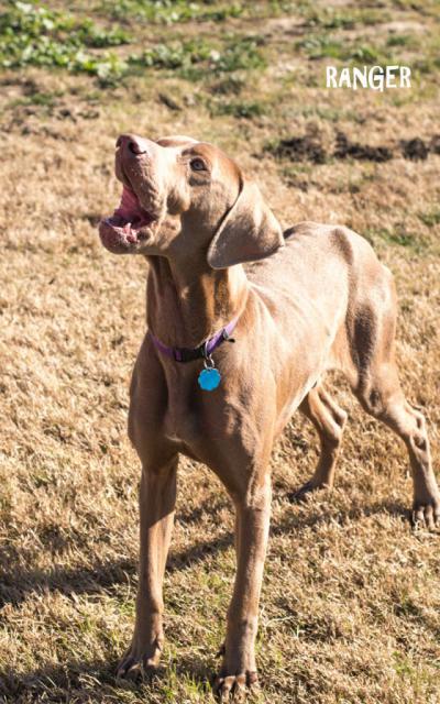 Ranger Catching a Treat